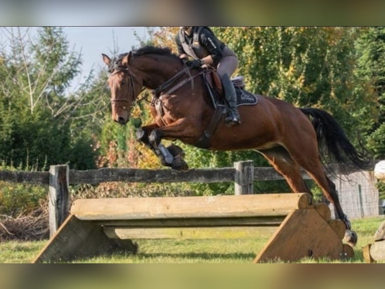 Westphalian Mare 15 years 16,3 hh Brown in M&#xFC;lheim an der Ruhr