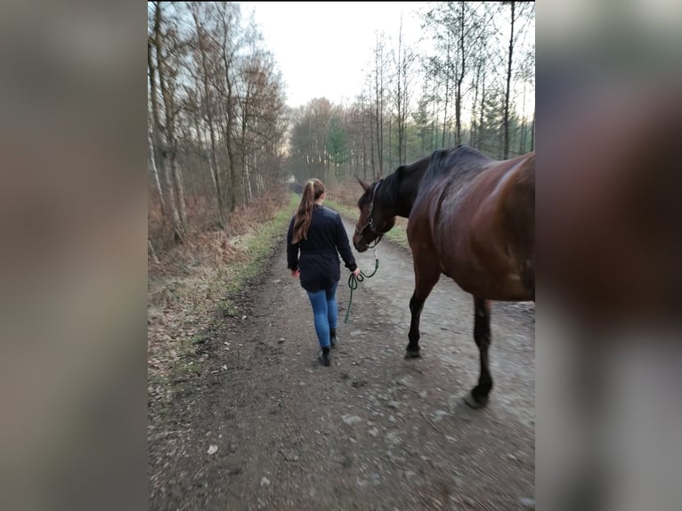 Westphalian Mare 15 years 16,3 hh Brown in M&#xFC;lheim an der Ruhr
