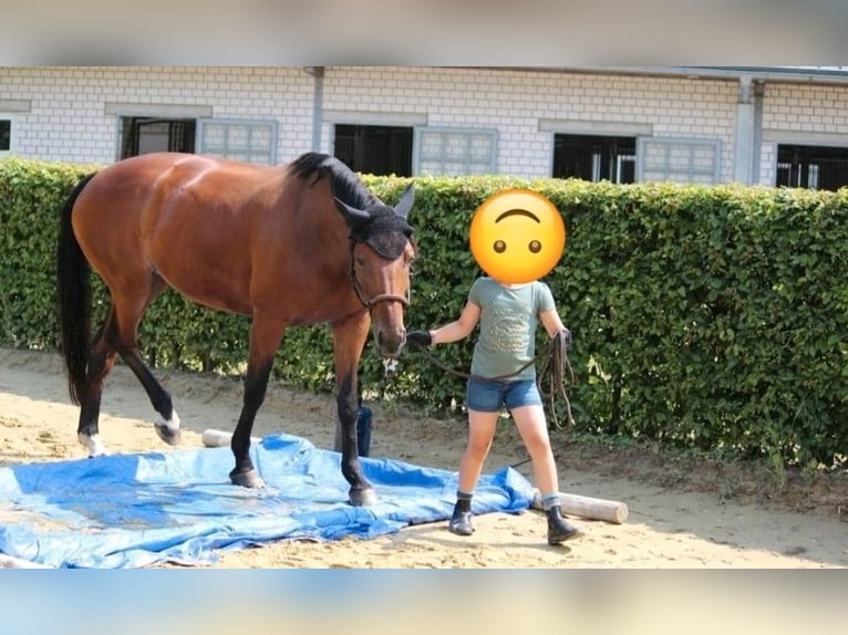 Westphalian Mare 15 years 16,3 hh Brown in M&#xFC;lheim an der Ruhr