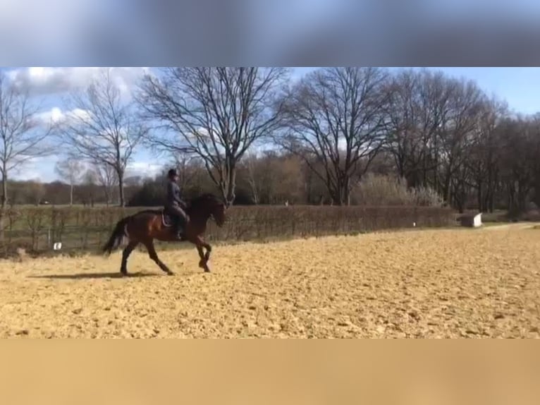 Westphalian Mare 15 years 16,3 hh Brown in M&#xFC;lheim an der Ruhr