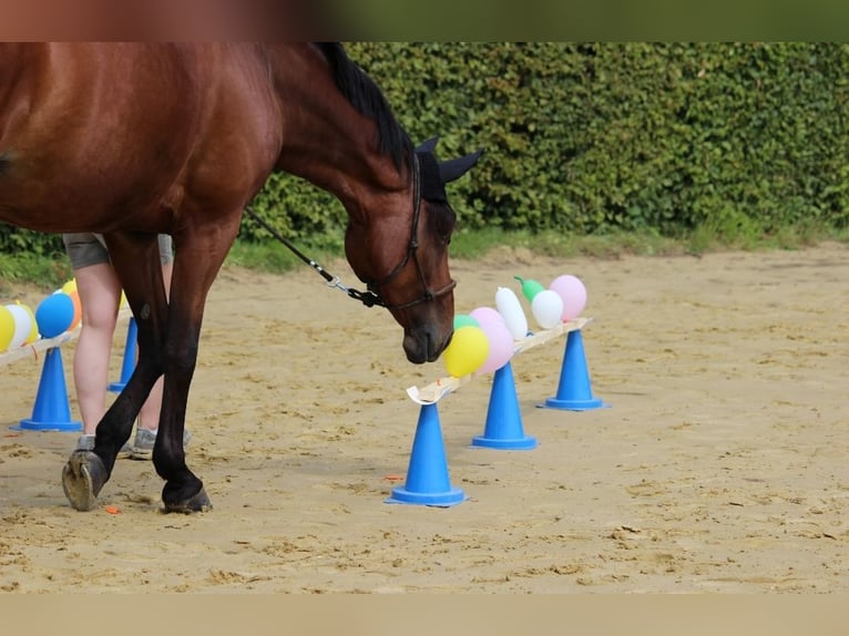 Westphalian Mare 15 years 16,3 hh Brown in M&#xFC;lheim an der Ruhr