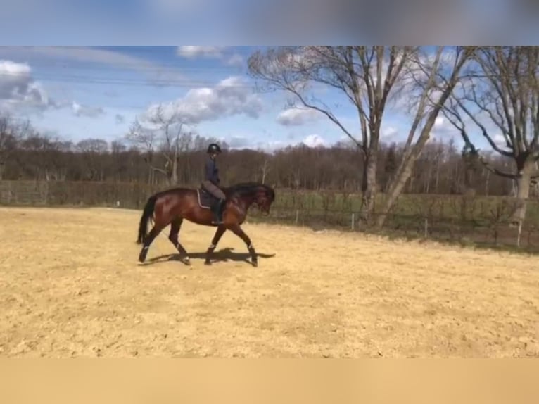 Westphalian Mare 15 years 16,3 hh Brown in M&#xFC;lheim an der Ruhr