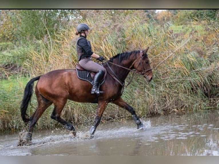 Westphalian Mare 15 years 16,3 hh Brown in M&#xFC;lheim an der Ruhr