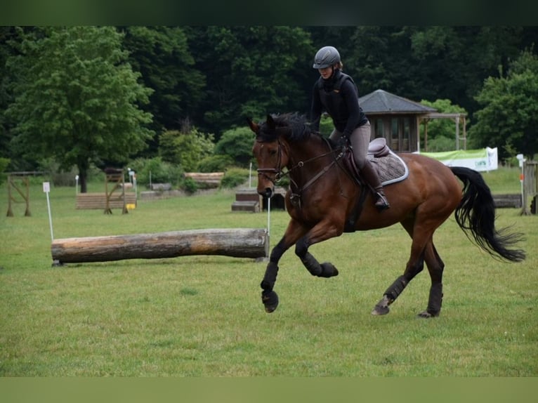 Westphalian Mare 15 years 16,3 hh Brown in M&#xFC;lheim an der Ruhr