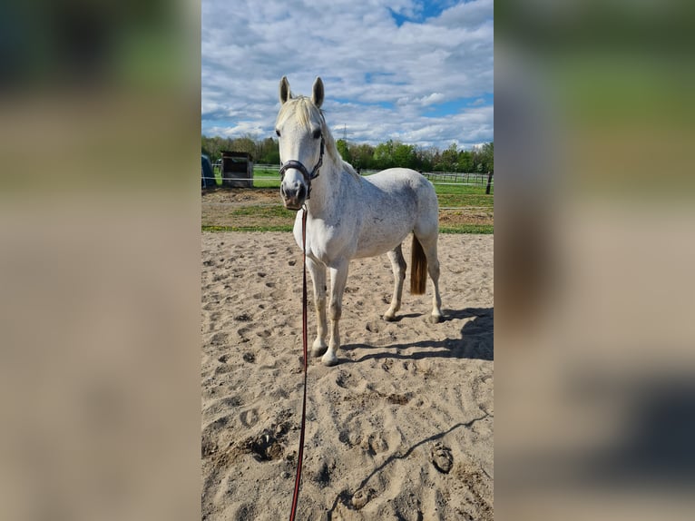Westphalian Mare 15 years 16,3 hh Gray in Neuburg an der Donau
