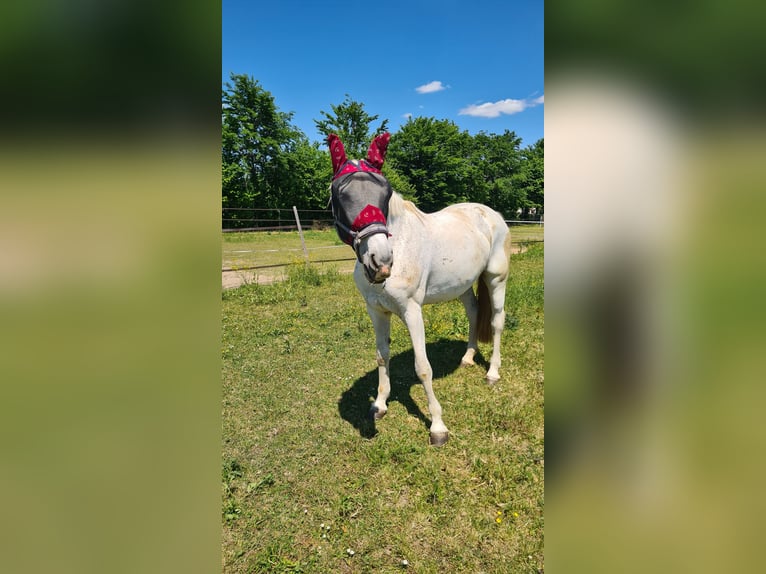 Westphalian Mare 15 years 16,3 hh Gray in Neuburg an der Donau