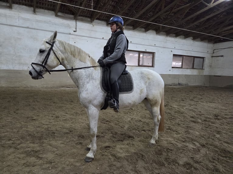 Westphalian Mare 15 years 16,3 hh Grey in Neuburg an der Donau