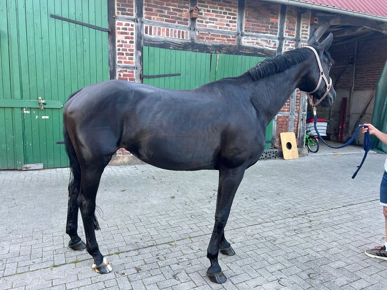 Westphalian Mare 15 years 17 hh Black in Billerbeck