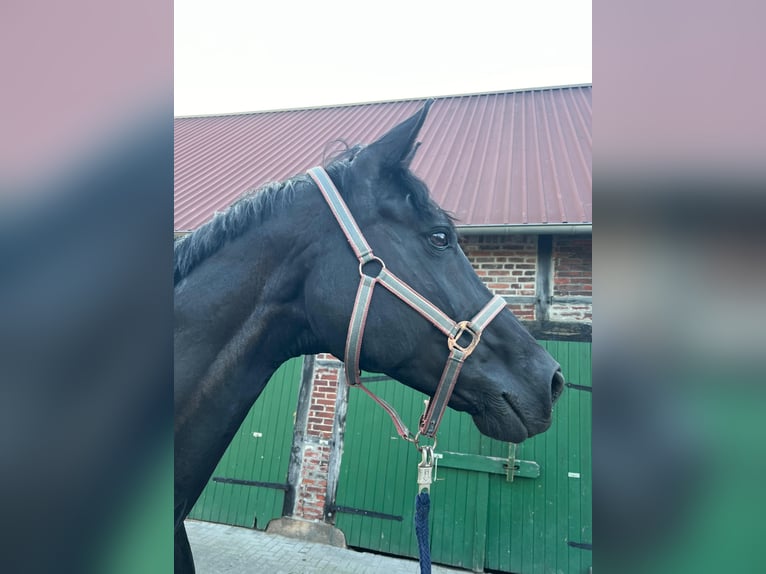 Westphalian Mare 15 years 17 hh Black in Billerbeck