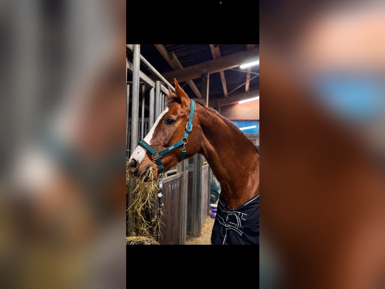 Westphalian Mare 15 years 17 hh Chestnut in Nachrodt-Wiblingwerde