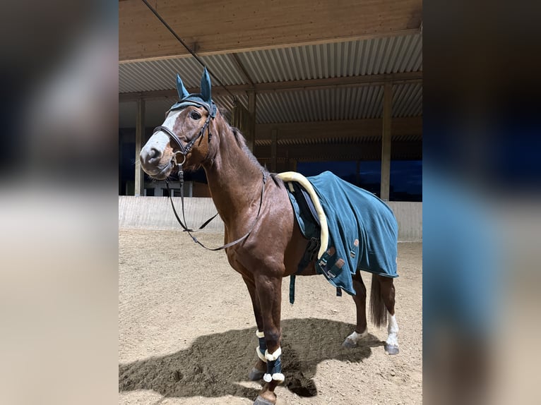 Westphalian Mare 15 years 17 hh Chestnut in Nachrodt-Wiblingwerde