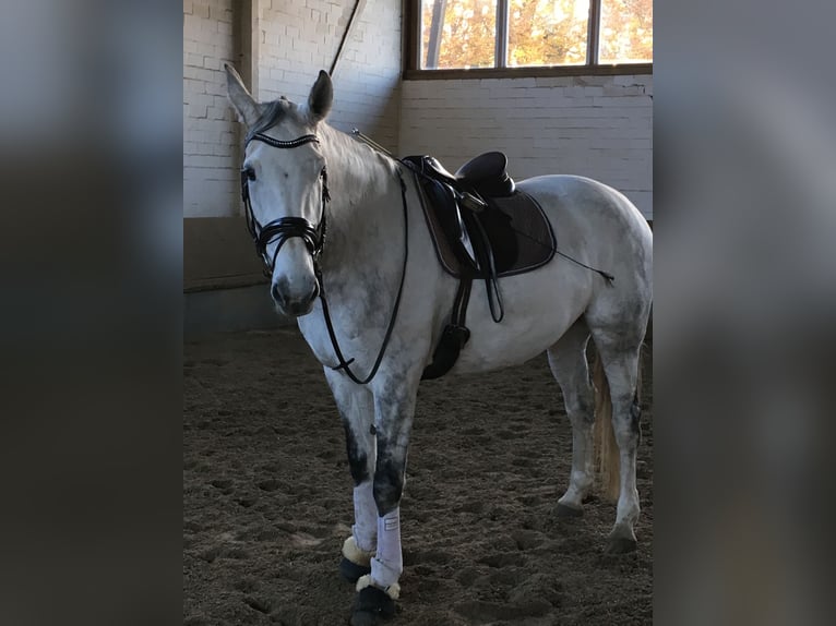 Westphalian Mare 15 years 17 hh Gray-Fleabitten in Münster