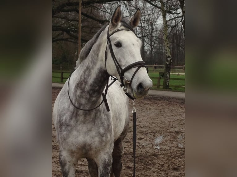 Westphalian Mare 15 years 17 hh Gray-Fleabitten in Münster