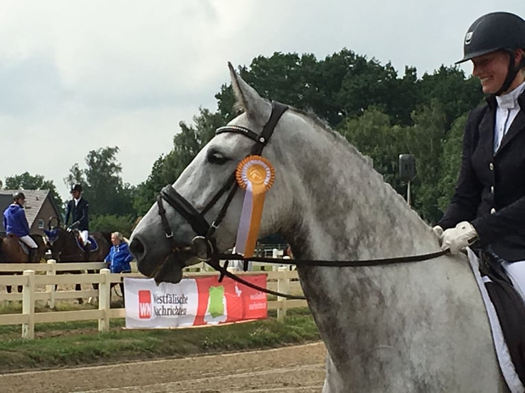 Westphalian Mare 15 years 17 hh Gray-Fleabitten in Münster