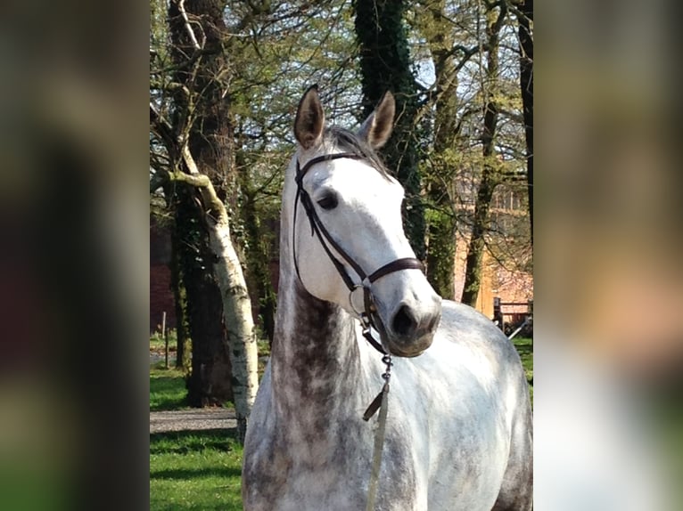 Westphalian Mare 15 years 17 hh Gray-Fleabitten in Münster