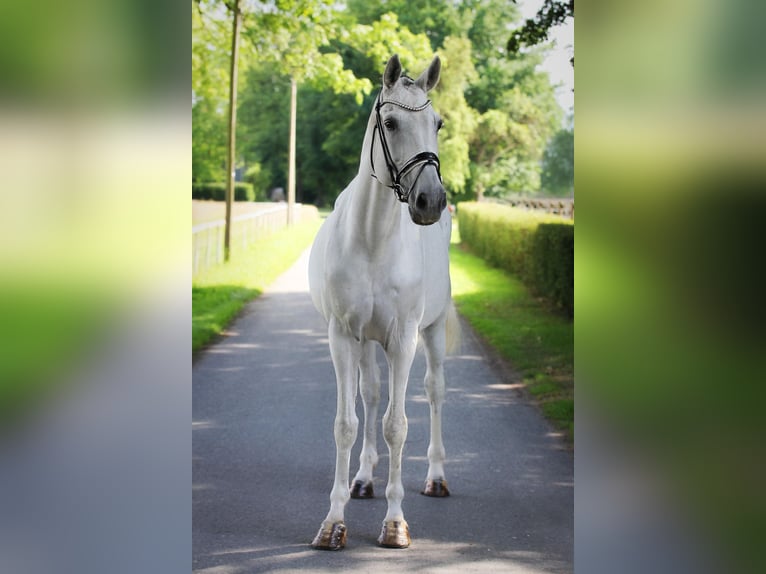Westphalian Mare 15 years 17 hh Grey in Ennigerloh