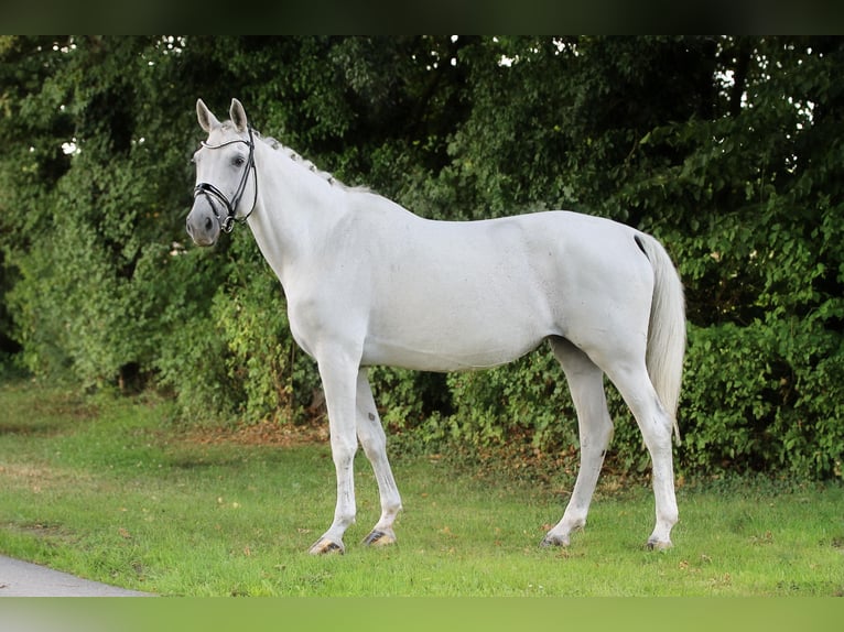 Westphalian Mare 15 years 17 hh Grey in Ennigerloh