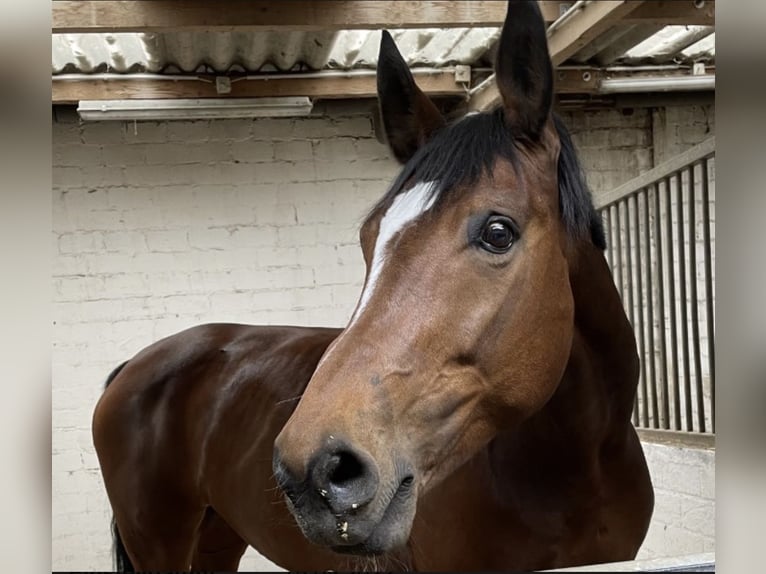 Westphalian Mare 15 years 17,2 hh Brown in Forchheim