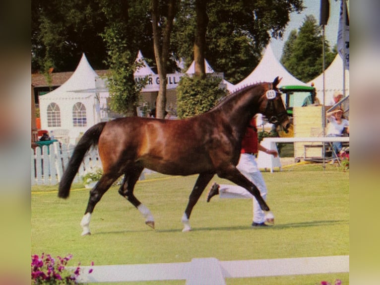 Westphalian Mare 15 years Brown in Cloppenburg