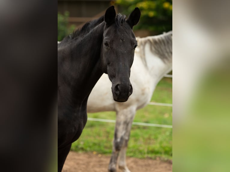 Westphalian Mare 16 years 15,2 hh Black in Siegen