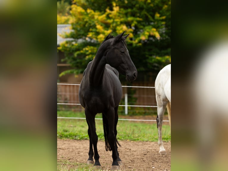 Westphalian Mare 16 years 15,2 hh Black in Siegen