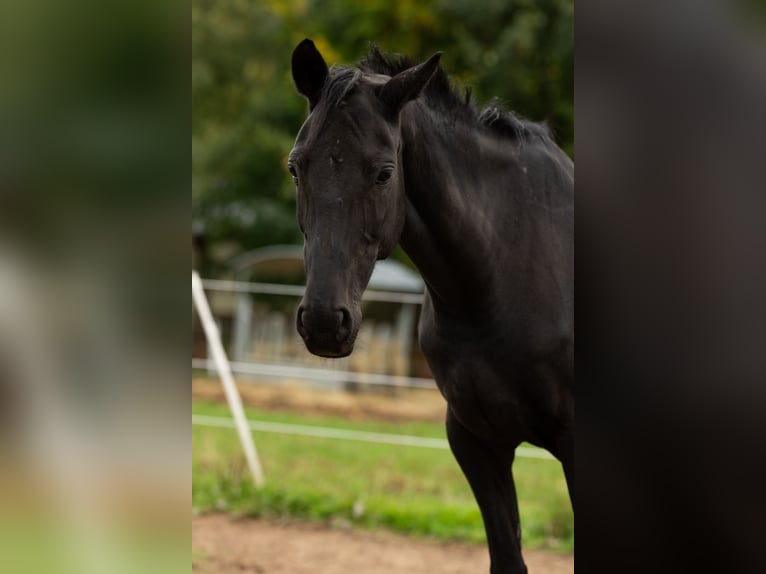 Westphalian Mare 16 years 15,2 hh Black in Siegen