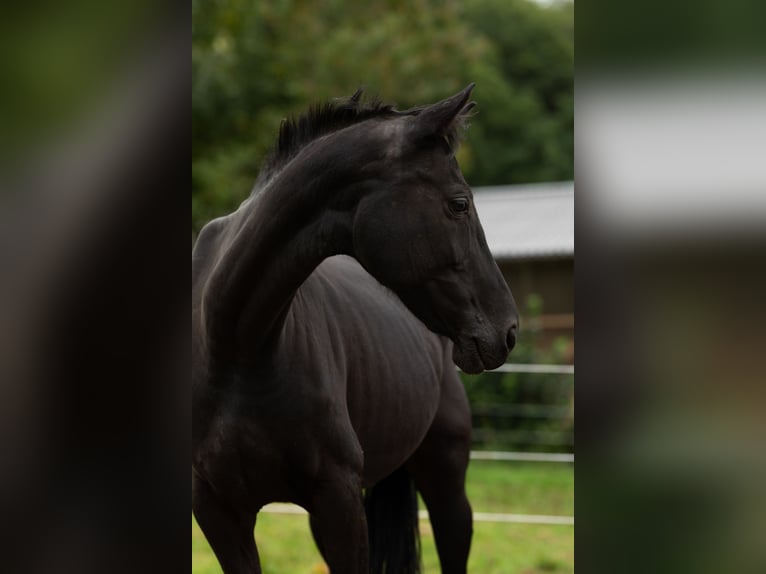 Westphalian Mare 16 years 15,2 hh Black in Siegen