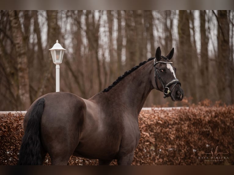 Westphalian Mare 16 years 16,1 hh Black in Wehringen