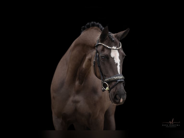 Westphalian Mare 16 years 16,1 hh Black in Wehringen