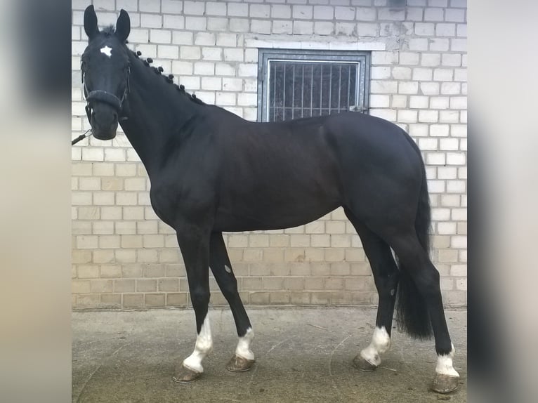 Westphalian Mare 16 years 16,3 hh Black in Ibbenbüren