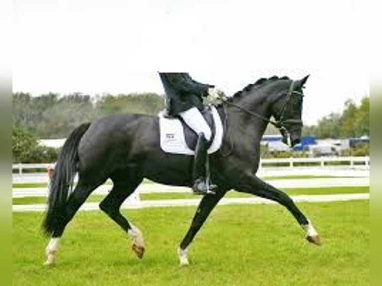 Westphalian Mare 16 years 16,3 hh Black in Ibbenbüren