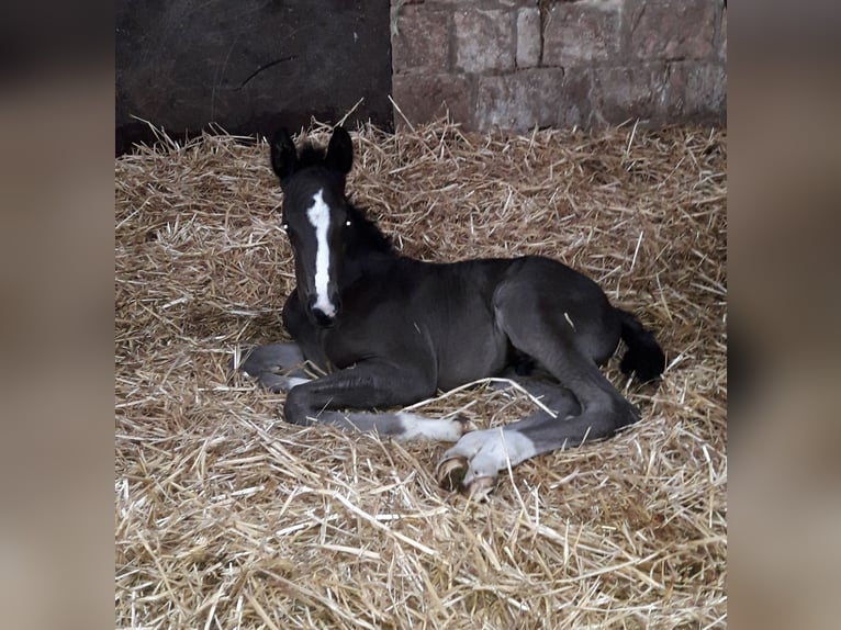 Westphalian Mare 16 years 16,3 hh Black in Ibbenbüren