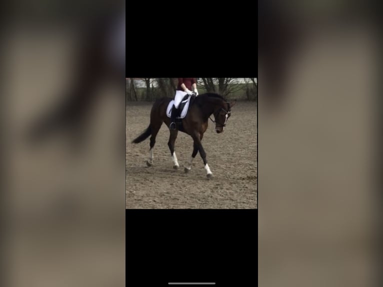 Westphalian Mare 16 years 16,3 hh Brown in Lengerich