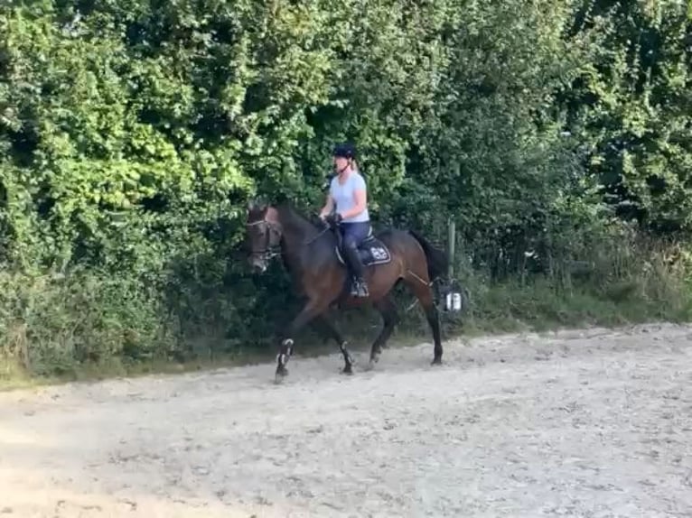 Westphalian Mare 16 years 16 hh Bay-Dark in Rosendahl