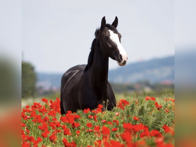 Westphalian Mare 16 years 16 hh Black in Weinheim