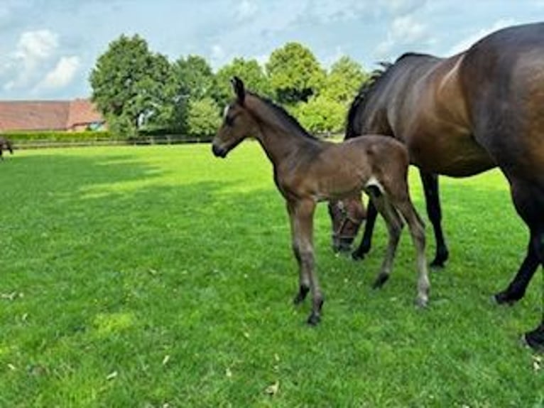 Westphalian Mare 16 years 16 hh Brown in Westerkappeln