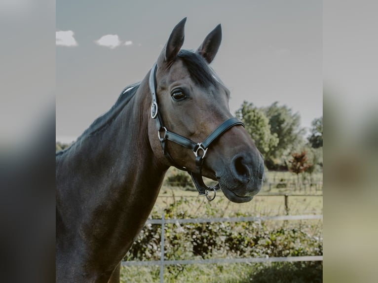 Westphalian Mare 16 years 16 hh Brown in Schenefeld
