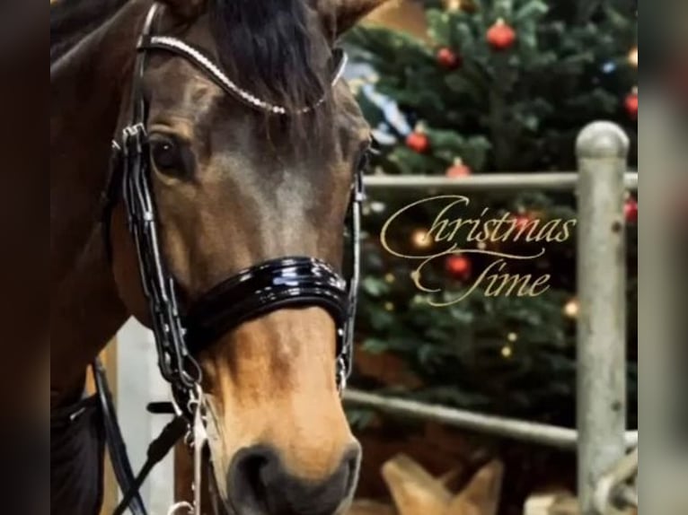 Westphalian Mare 16 years 16 hh Brown in Schenefeld