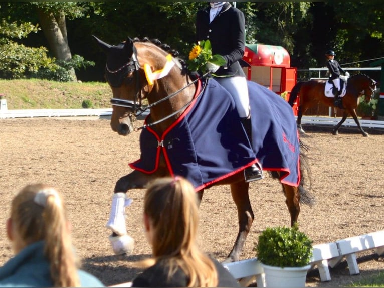 Westphalian Mare 16 years 16 hh Brown in Schenefeld