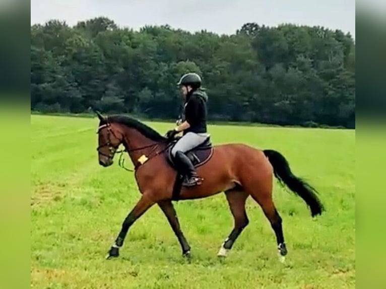 Westphalian Mare 16 years 16 hh Brown in K&#xF6;ln