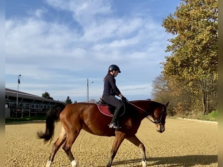Westphalian Mare 16 years 16 hh Brown in K&#xF6;ln
