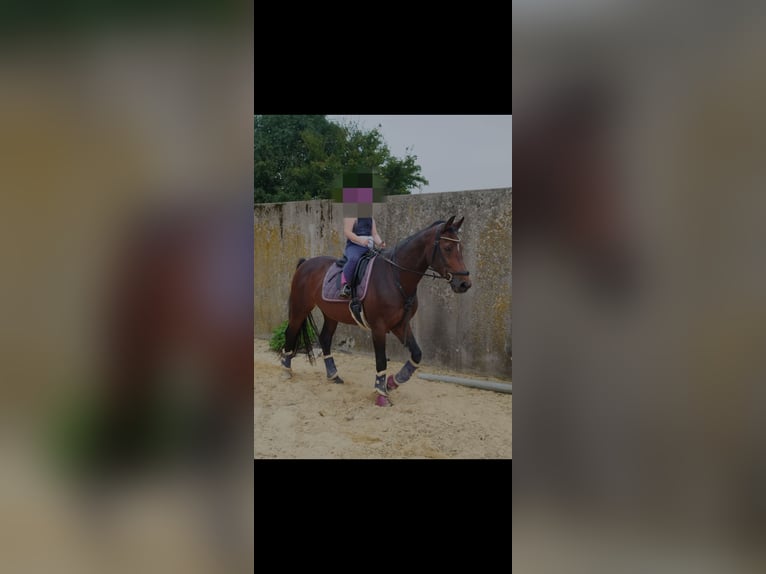 Westphalian Mare 16 years 16 hh Brown in Willebadessen