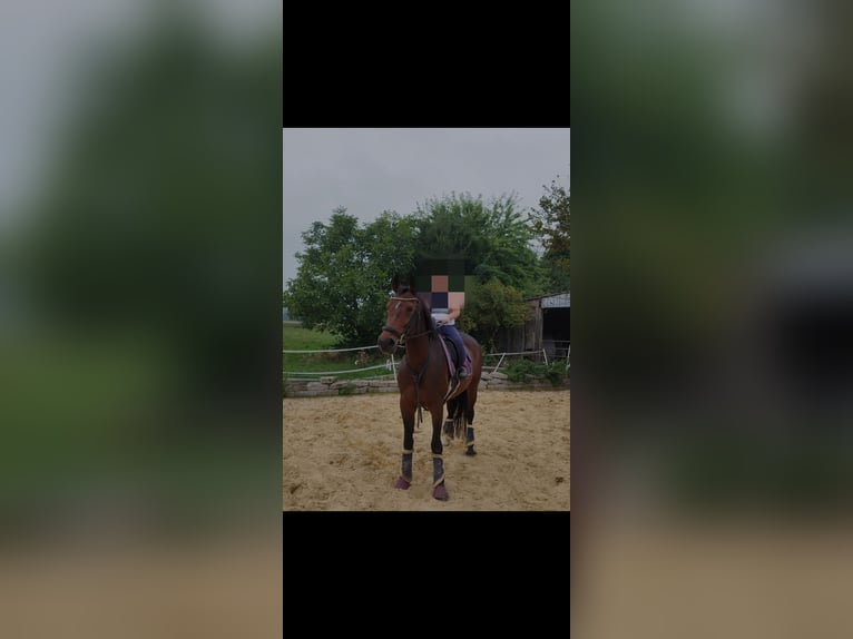 Westphalian Mare 16 years 16 hh Brown in Willebadessen