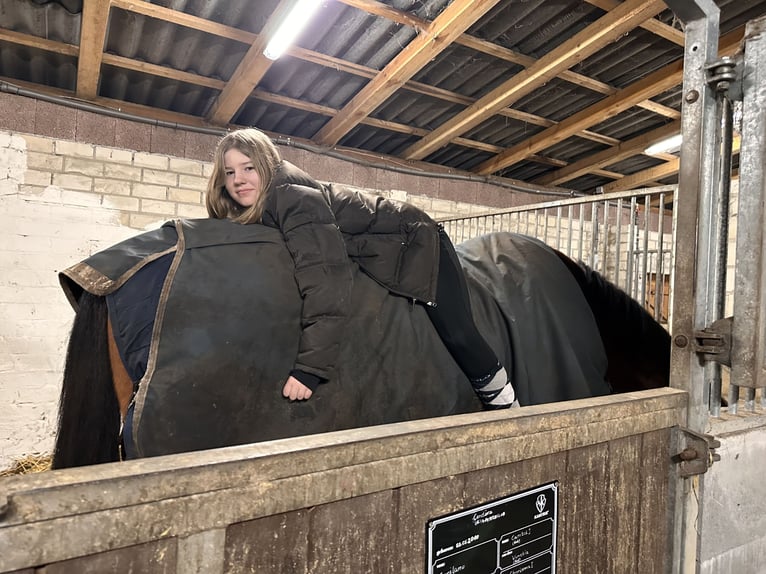 Westphalian Mare 16 years 16 hh Brown in Osterholz-Scharmbeck