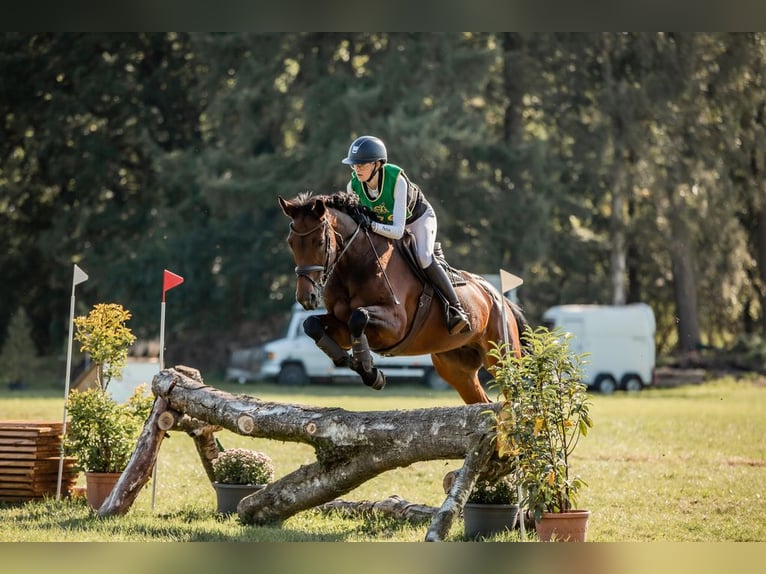 Westphalian Mare 16 years 16 hh Brown in Schloß Holte-Stukenbrock