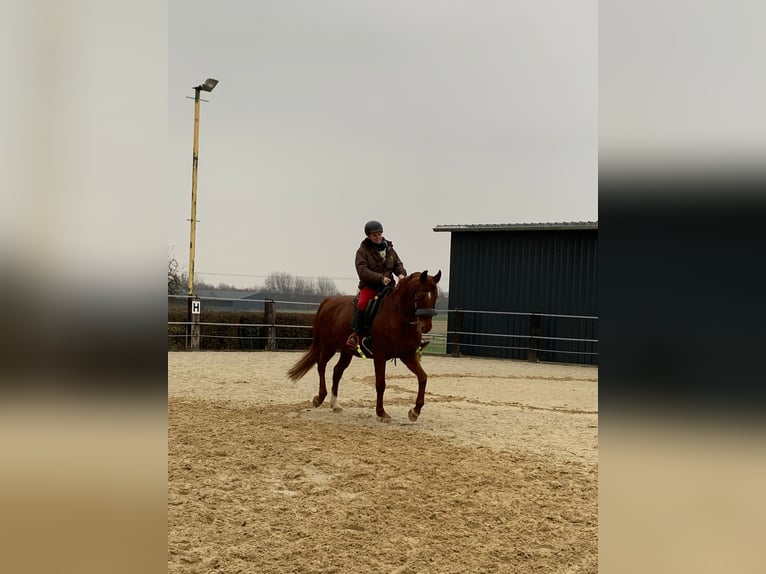 Westphalian Mare 16 years 16 hh Chestnut-Red in Alsdorf