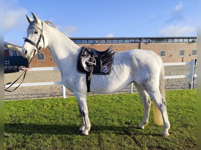 Westphalian Mare 16 years 16 hh Gray in Bad Laer