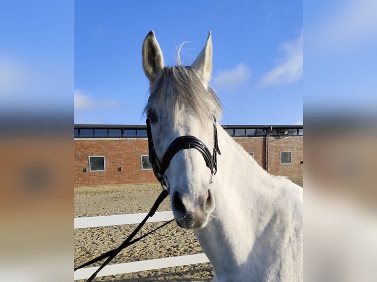 Westphalian Mare 16 years 16 hh Gray in Bad Laer