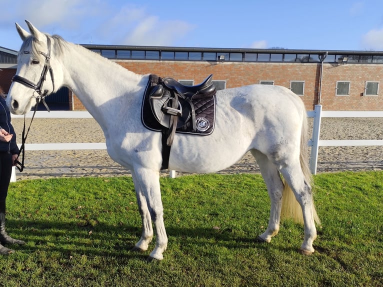 Westphalian Mare 16 years 16 hh Gray in Bad Laer