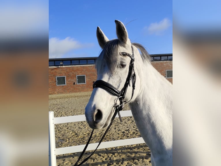 Westphalian Mare 16 years 16 hh Gray in Bad Laer